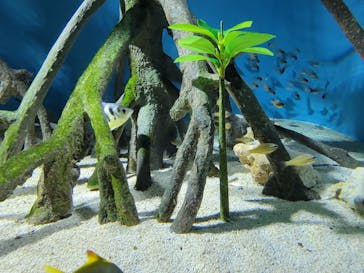 サンシャイン水族館に投稿された画像（2025/9/15）