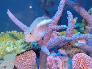 サンシャイン水族館に投稿された画像（2025/9/15）