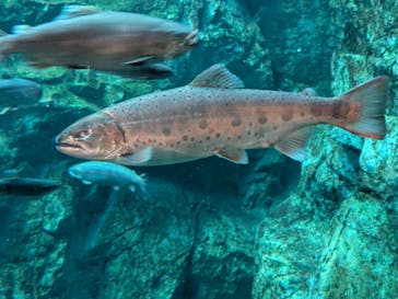 世界淡水魚園水族館　アクア・トトぎふに投稿された画像（2025/9/15）