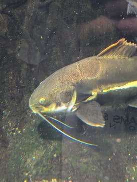 世界淡水魚園水族館　アクア・トトぎふに投稿された画像（2025/9/15）