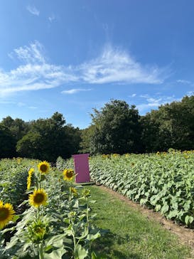 淡路ファームパーク イングランドの丘に投稿された画像（2025/9/15）