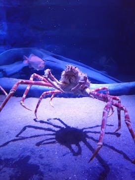 竹島水族館に投稿された画像（2025/9/15）