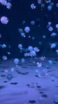 京都水族館に投稿された画像（2025/9/15）