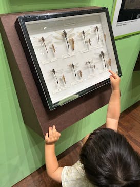 特別展 『昆虫 MANIAC』に投稿された画像（2025/9/15）