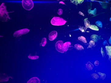 名古屋港水族館に投稿された画像（2025/9/15）