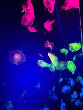 名古屋港水族館に投稿された画像（2025/9/15）