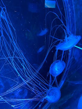 名古屋港水族館に投稿された画像（2025/9/15）