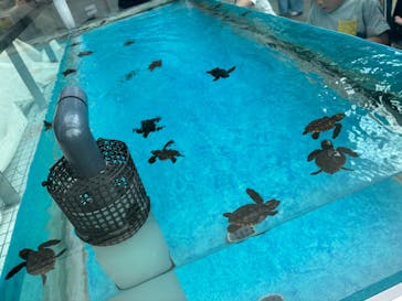 名古屋港水族館に投稿された画像（2025/9/15）