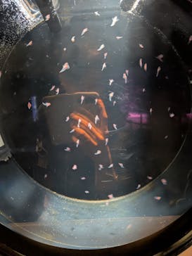 サンシャイン水族館に投稿された画像（2025/9/15）