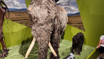 特別展「氷河期展 〜人類が見た4万年前の世界〜」（国立科学博物館）に投稿された画像（2025/9/15）