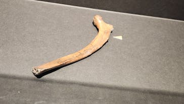 特別展「氷河期展 〜人類が見た4万年前の世界〜」（国立科学博物館）に投稿された画像（2025/9/15）