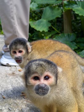 石垣やいま村に投稿された画像（2025/9/15）