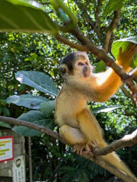 石垣やいま村に投稿された画像（2025/9/15）