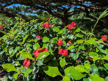 石垣やいま村に投稿された画像（2025/9/15）