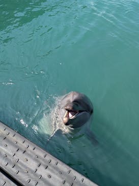 太地町立くじらの博物館に投稿された画像（2025/9/15）