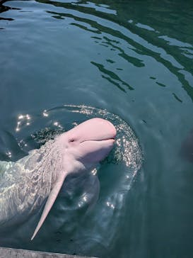 太地町立くじらの博物館に投稿された画像（2025/9/15）