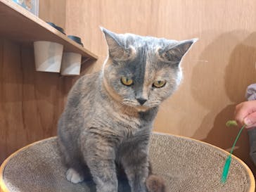 Cat Café MOFF 枚方モール店に投稿された画像（2025/9/15）