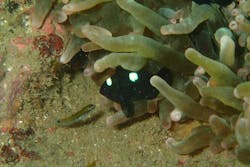 マイダイブに投稿された画像（2025/9/15）