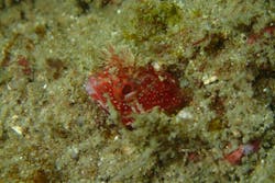 マイダイブに投稿された画像（2025/9/15）