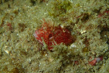 マイダイブに投稿された画像（2025/9/15）