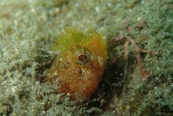 マイダイブに投稿された画像（2025/9/15）