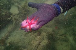 マイダイブに投稿された画像（2025/9/15）