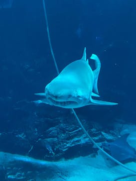 マリンワールド海の中道に投稿された画像（2025/9/15）