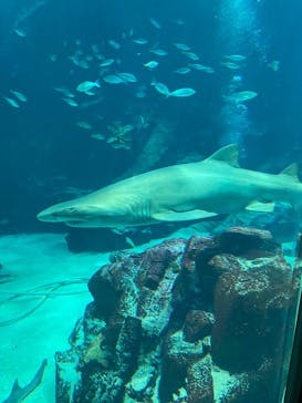 マリンワールド海の中道に投稿された画像（2025/9/15）