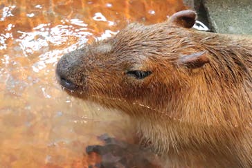 おさるの湯もみ処　おさ湯に投稿された画像（2025/9/15）