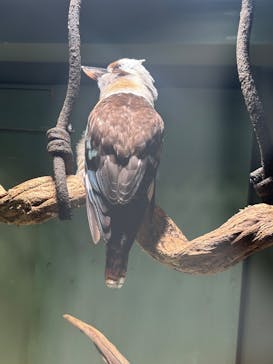カワスイ 川崎⽔族館に投稿された画像（2025/9/15）