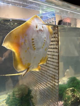 NIFREL（ニフレル）に投稿された画像（2025/9/15）