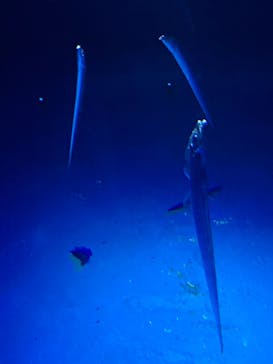 大分マリーンパレス水族館 「うみたまご」に投稿された画像（2025/9/15）