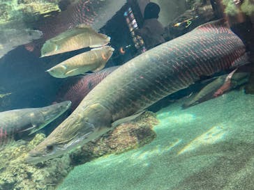 大分マリーンパレス水族館 「うみたまご」に投稿された画像（2025/9/15）