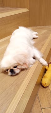 いぬカフェRio 浅草店に投稿された画像（2025/9/15）