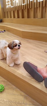 いぬカフェRio 浅草店に投稿された画像（2025/9/15）