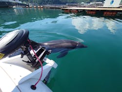 うみたま体験パーク 「つくみイルカ島」に投稿された画像（2025/9/15）