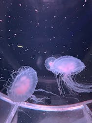 京都水族館×ニデック京都タワーに投稿された画像（2025/9/15）