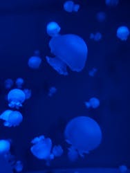 京都水族館×ニデック京都タワーに投稿された画像（2025/9/15）