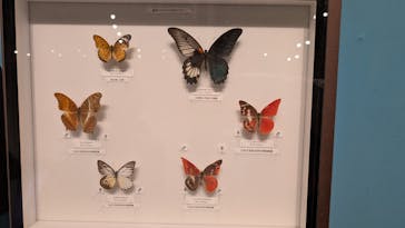 特別展 『昆虫 MANIAC』に投稿された画像（2025/9/15）