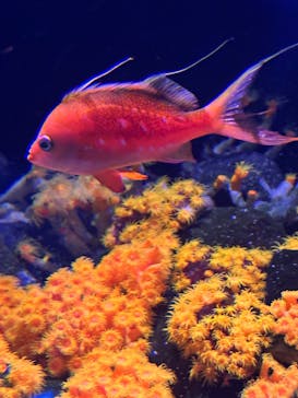 大分マリーンパレス水族館 「うみたまご」に投稿された画像（2025/9/15）