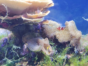 名古屋港水族館に投稿された画像（2025/9/15）