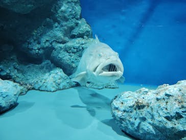 名古屋港水族館に投稿された画像（2025/9/15）