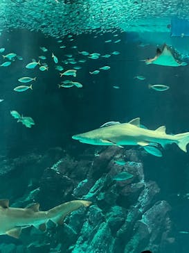 マリンワールド海の中道に投稿された画像（2025/9/16）