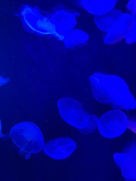 マリンワールド海の中道に投稿された画像（2025/9/16）