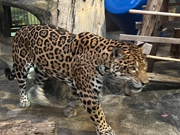 天王寺動物園に投稿された画像（2025/9/16）