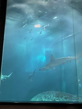 葛西臨海水族園に投稿された画像（2025/9/16）