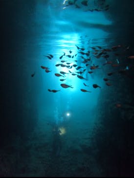 武藤潜水に投稿された画像（2025/9/16）