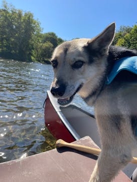 Matatabi（マタタビ）に投稿された画像（2025/9/16）