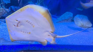 竹島水族館に投稿された画像（2025/9/16）