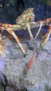 竹島水族館に投稿された画像（2025/9/16）